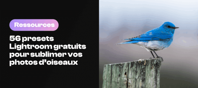 56 presets Lightroom gratuits pour sublimer vos photos d’oiseaux 1764000052-presets_lightroom_gratuits_oiseaux