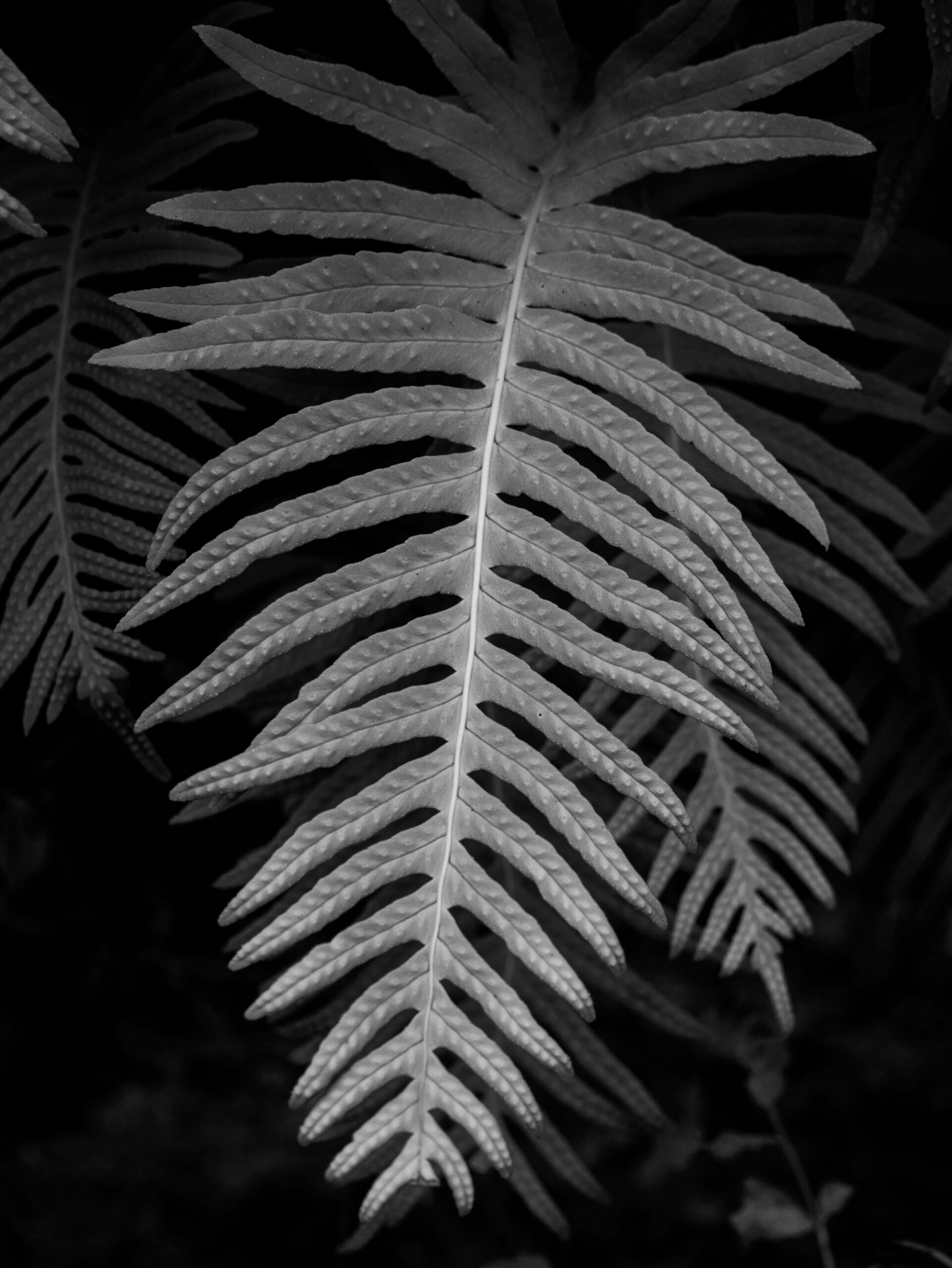 Les photographies réalisées par Stéphane dans le cadre de sa formation Photographe en ligne