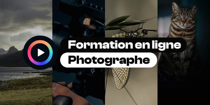 Formation photographe à distance éligible CPF : paysage, nature morte et portrait de chat